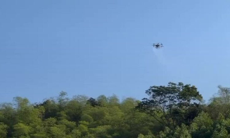 Dùng flycam diệt châu chấu