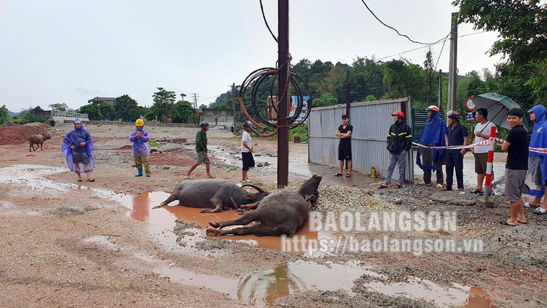 Chủ tịch UBND tỉnh Đắk Nông có số phiếu tín nhiệm cao nhiều nhất