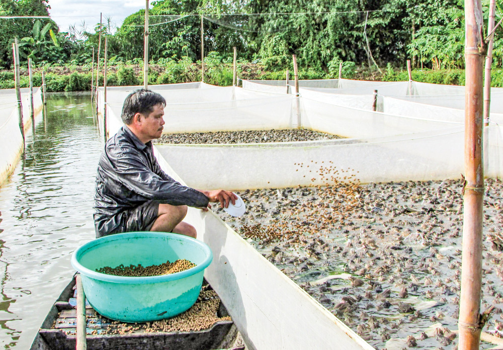 Nông dân xã Vĩnh Trinh chăm sóc các vèo ếch của gia đình.