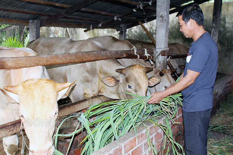 Ông Trần Văn Dinh chăm sóc đàn bò của gia đình từ nguồn vốn vay Ngân hàng Chính sách xã hội huyện Mỏ Cày Bắc. 