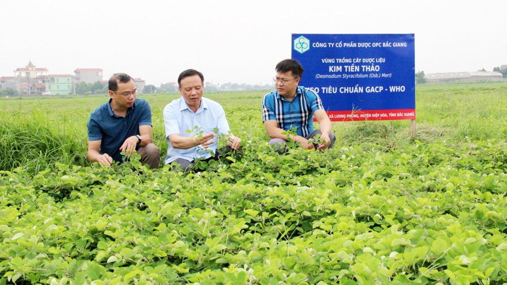 Bắc Giang, Công tác, khuyến nông, Hướng tới, mô hình, đa giá trị, khuyến nông cộng đồng