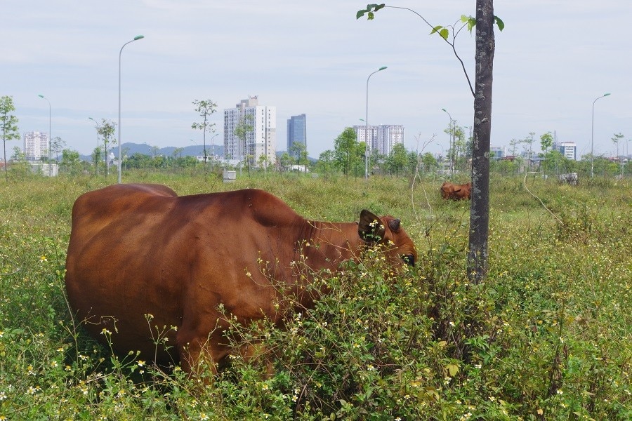 Bienes raíces - Thanh Hoa: Un terreno valuado en miles de millones de dongs que fue subastado ferozmente de repente se convirtió en un lugar para... pastar vacas (Foto 2).