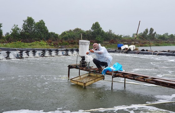 Kiên Giang: Gần 80% cơ sở nuôi tôm nước lợ được cấp mã số nhận diện ảnh 1