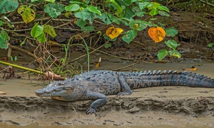 Con cá sấu Mỹ sống ở Parque Reptilandia chưa từng giao phối. Ảnh: Alamy