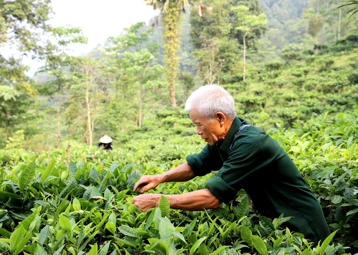 Ông Hoàng Thanh Ngọc hàng ngày vẫn đi hái chè để chế biến sản phẩm chè Bản Vẽ.
