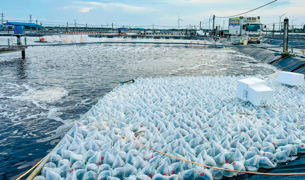 Chuẩn bị thả tôm giống vụ nuôi mới ở xã Lịch Hội Thượng, huyện Trần Đề, tỉnh Sóc Trăng.