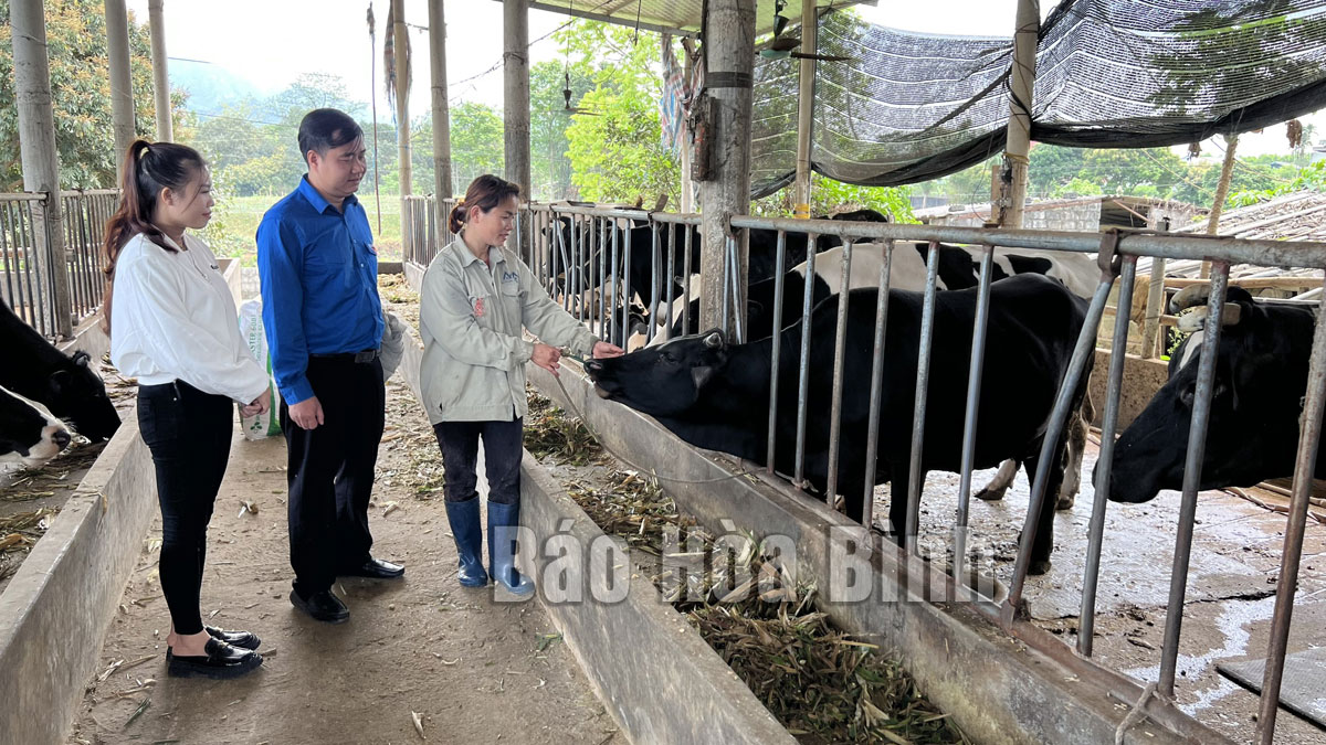 Dairy Cow Farming Model For High Economic Efficiency - Vietnam.vn