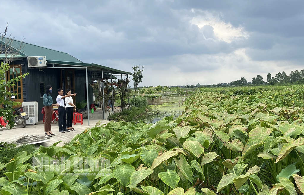 Thầy giáo đam mê mô hình nông nghiệp hữu cơ