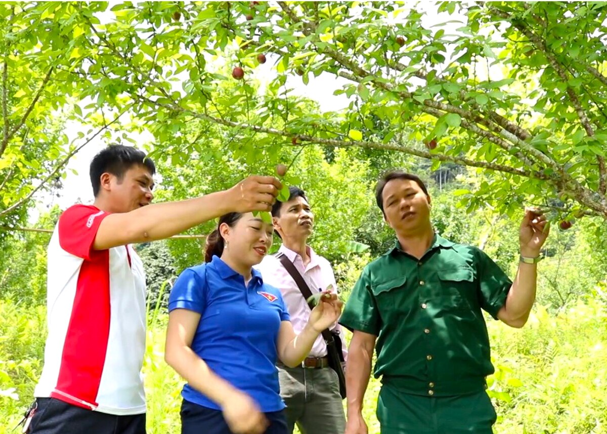 Những vườn mận Máu trên địa bàn huyện Hoàng Su Phì bắt đầu vào vụ thu hoạch.
