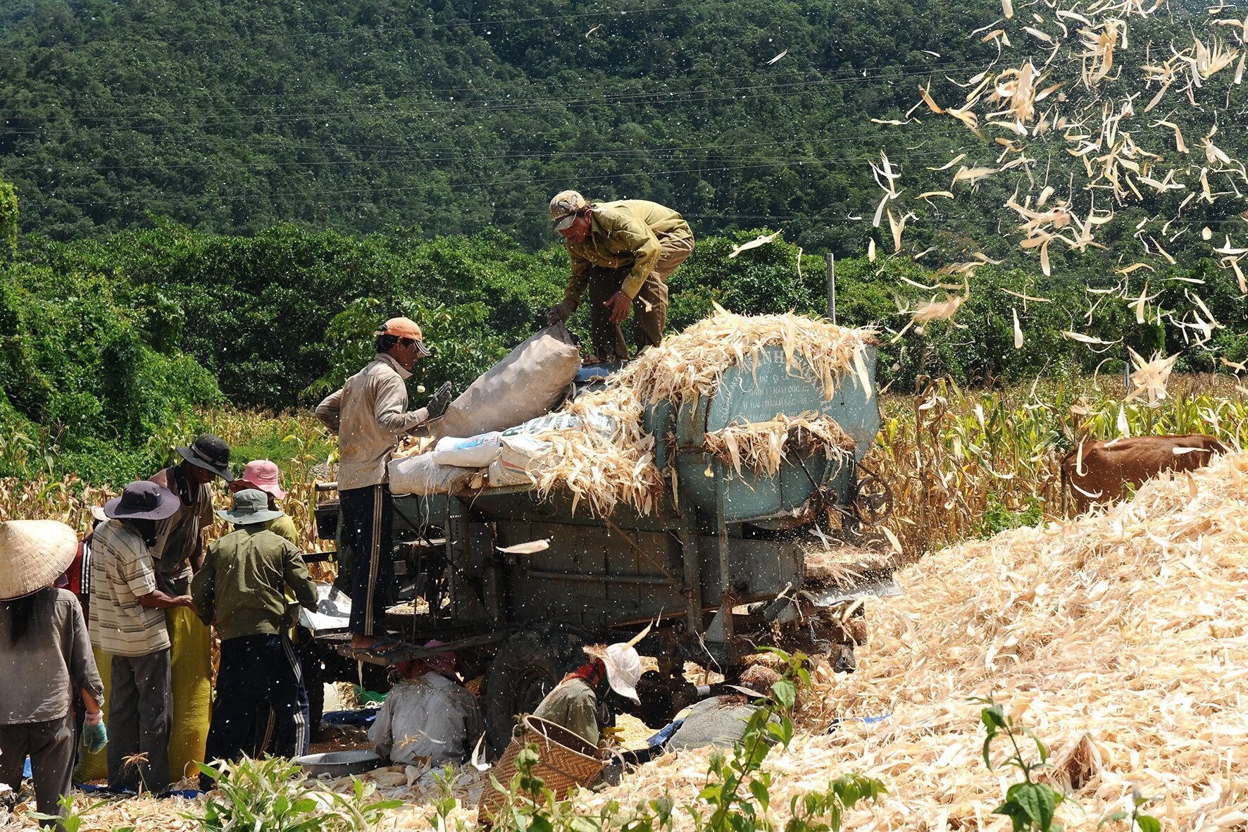 thu-hoach-bap-lai-o-xa-dong-tien-htb-anh-nl-3-.jpeg