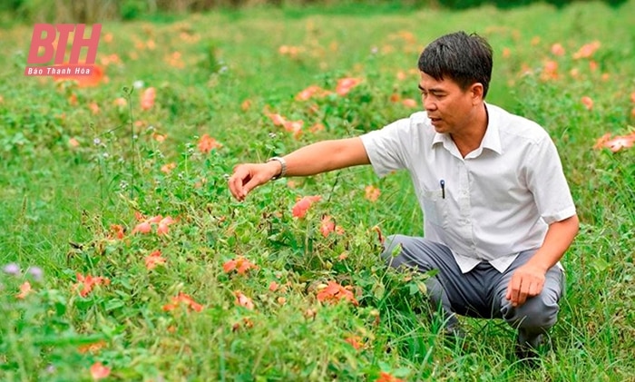 Nâng cao giá trị kinh tế cho cây trồng bản địa