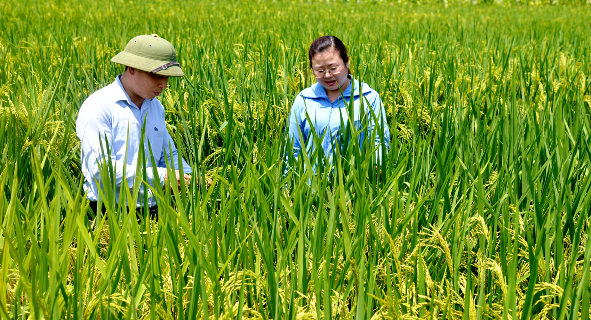 Lúa trĩu bông trên cánh đồng dồn diền, đổi thửa thôn Trung Thành, xã Vĩ Thượng (Quang Bình).
