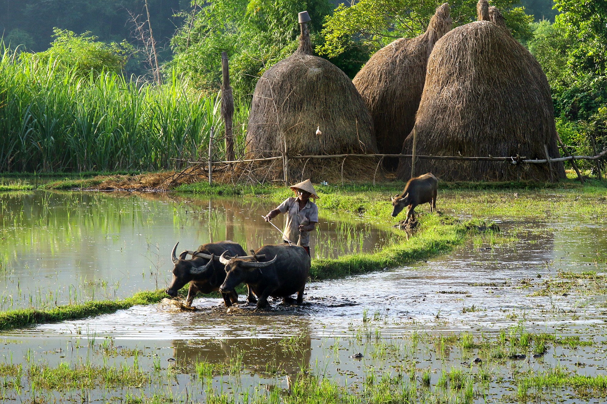 Ruộng quê. Ảnh: Đặng Kế Đông