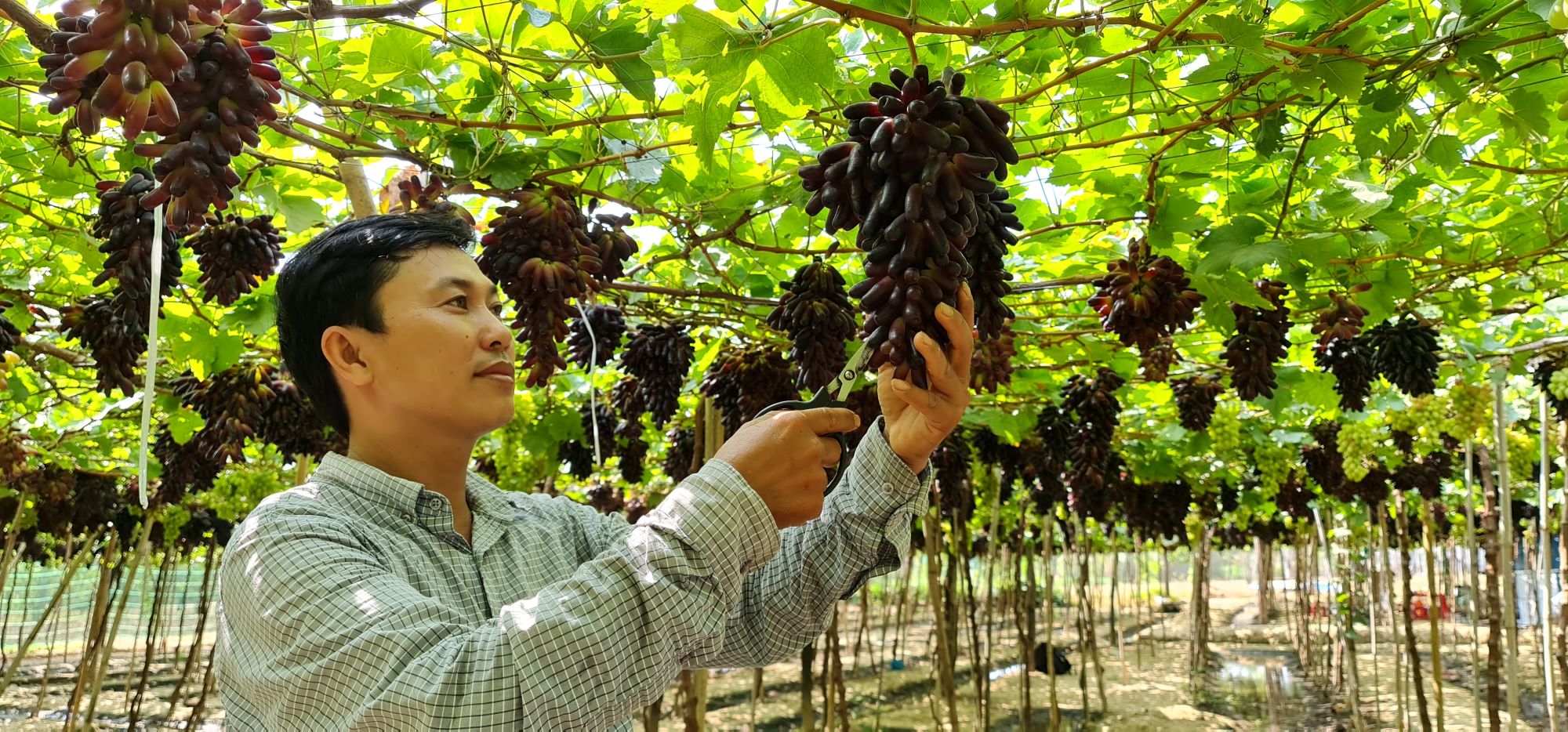 Ninh Thuận: Mời du khách làm giám khảo bình chọn cuộc thi Giàn nho đẹp - Ảnh 2.