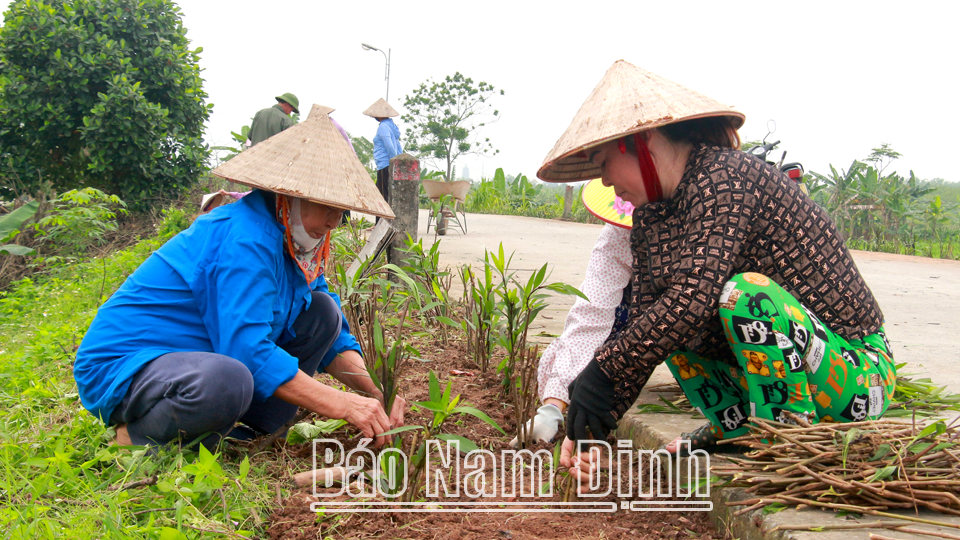 Bà con xã Xuân Hồng trồng cây hoa chiều tím trên mái đê. 