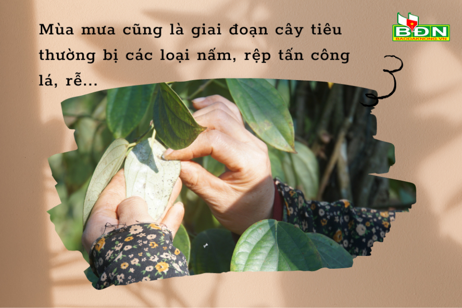 day-cung-la-giai-doan-cay-tieu-thuong-bi-cac-loai-nam-rep-tan-cong-la-re...(1).png