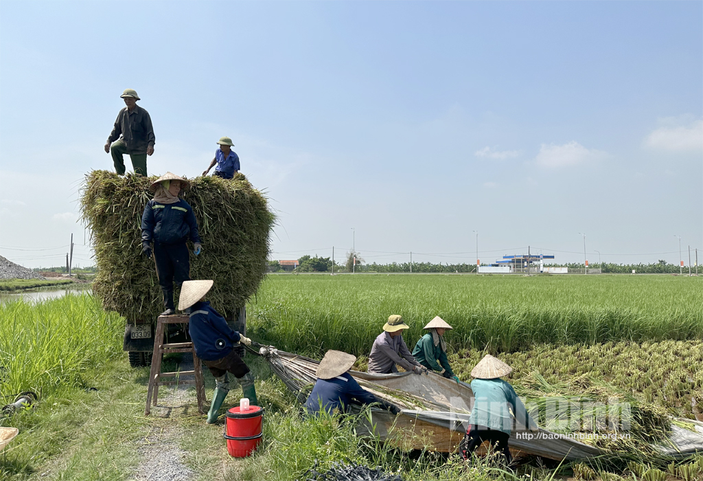 Nông dân Kim Sơn làm đuôi trâu xuất khẩu sang Nhật Bản