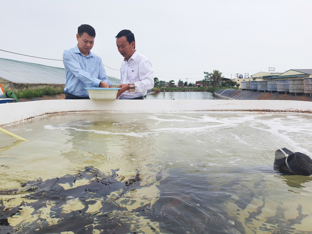 Sản xuất cá giống tại Công ty TNHH Phương Anh (TP Móng Cái).