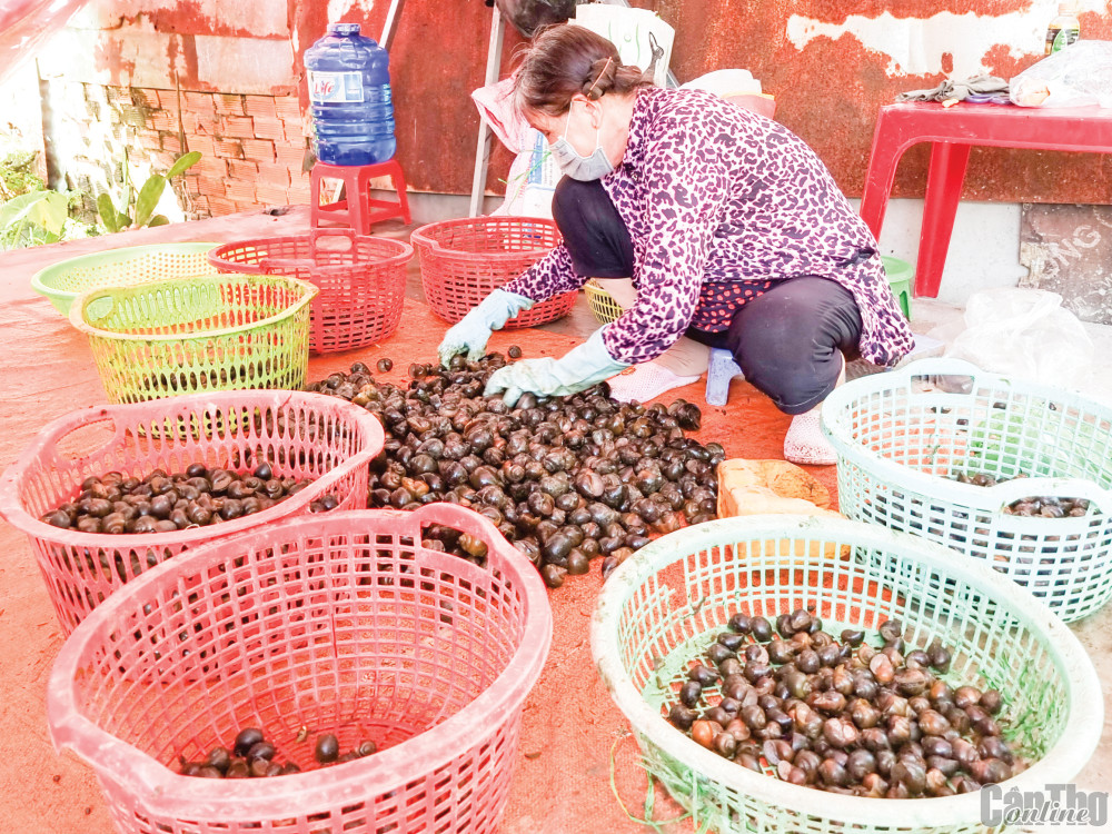 Ốc bươu đen được thương lái trên địa bàn huyện Phong Điền thu mua, phân loại đưa đi các nơi tiêu thụ.