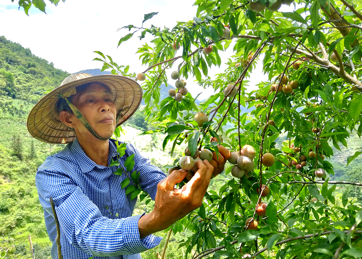 Vườn mận của gia đình ông Don Phù Sần, thôn Phín Ủng.
