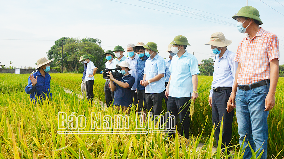 Mô hình liên kết sản xuất giống lúa Thiên Trường 900 của Trung tâm Giống cây trồng Nam Định (Sở NN và PTNT). 