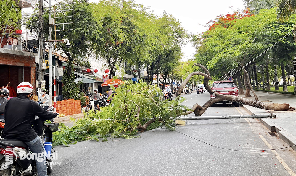 Cây phượng gãy đổ bất ngờ trên đường Nguyễn Văn Trị (TP.Biên Hòa). Ảnh: Lê Trung