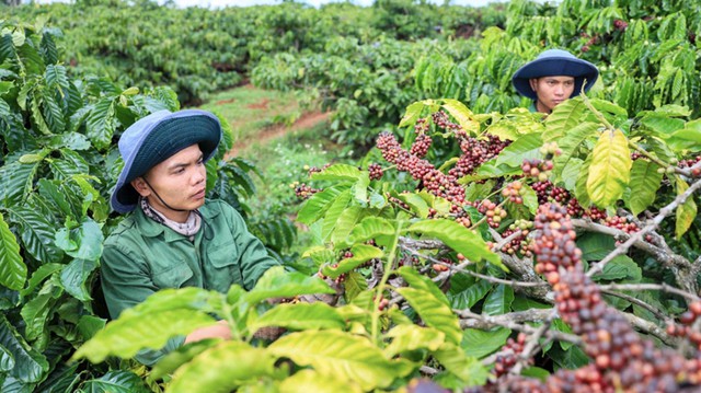 Quy định chống phá rừng châu Âu thúc đẩy phát triển nông nghiệp bền vững, tăng trưởngxanh - Ảnh 1.