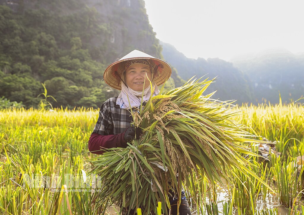 Rộn ràng ngày mùa Tam Cốc