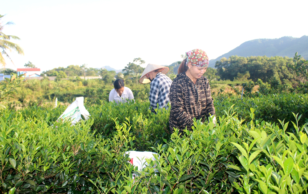 Người dân xã Bình Sơn