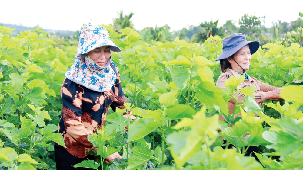 Chị em phụ nữ trong THT trồng dâu, nuôi tằm khấm khá nhờ nghề “ăn cơm đứng”