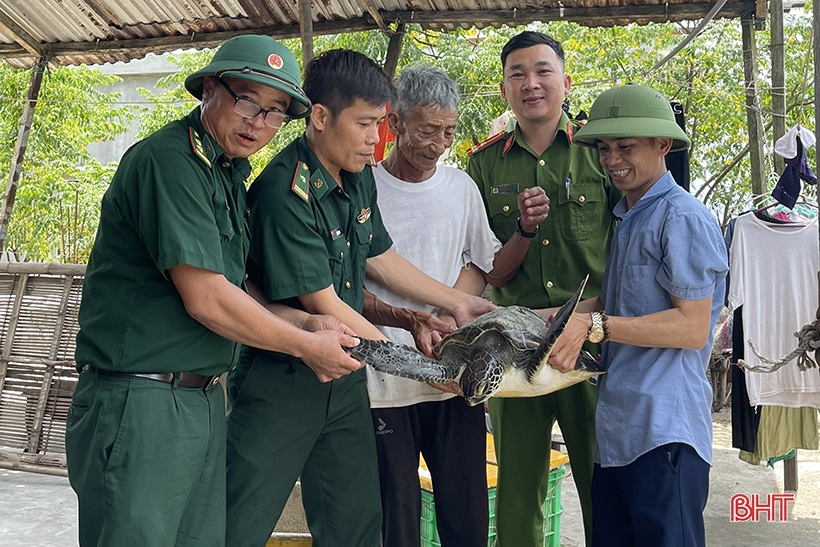 Thả cá thể rùa quý hiếm nặng hơn 20 kg về lại biển khơi