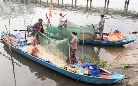 Người dân thu hoạch cá lòng tong sau thời gian đánh bắt.