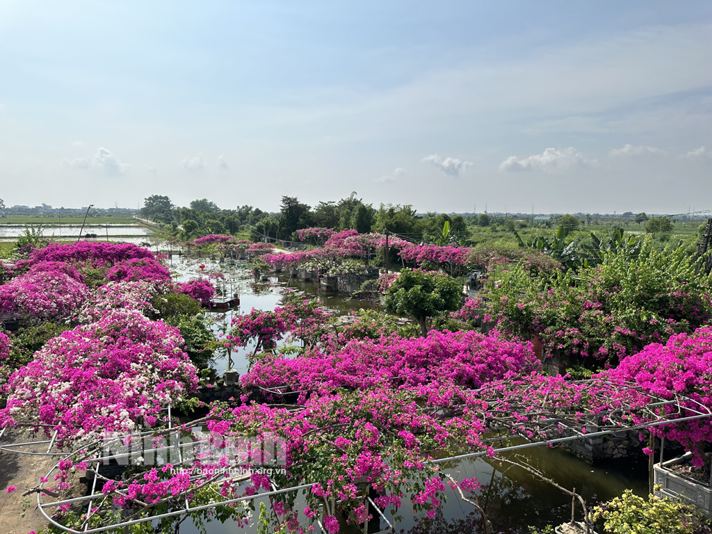 Thôn Xuân Mai nhiều hộ dân thu nhập cao nhờ cây hoa giấy