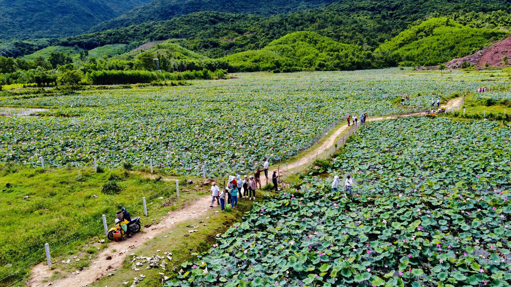 Một góc đầm sen Trà Lý nhìn từ trên cao. Ảnh: Q.T