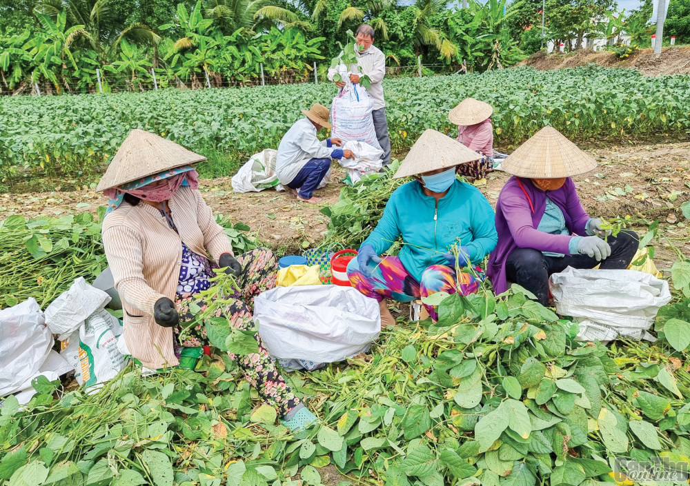 Thu hoạch đậu nành rau trồng trên nền đất lúa trong vụ hè thu 2023 tại huyện Thới Lai.