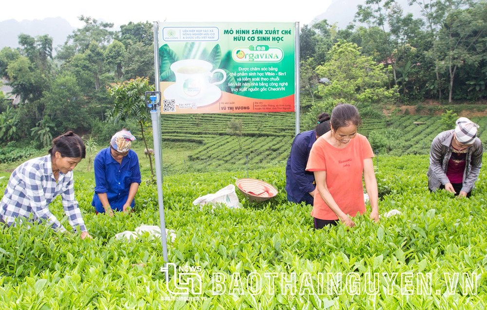 Người dân xóm Chiến Thắng, xã Bình Long (Võ Nhai) thực hiện mô hình trồng chè hữu cơ cho hiệu quả kinh tế cao.