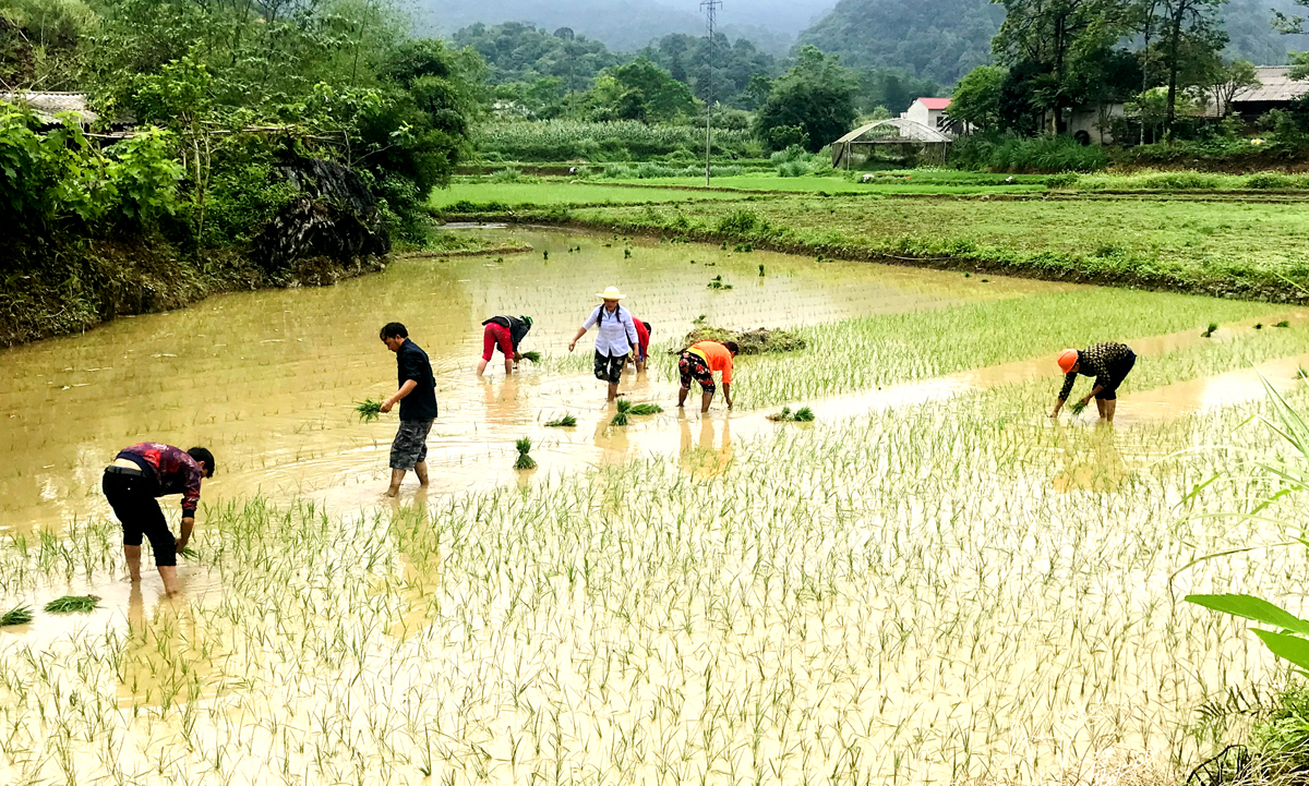 Người dân xã Quyết Tiến (Quản Bạ) cấy lúa vụ Mùa.