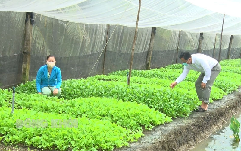 Mô hình sản xuất rau trong nhà lưới tại xã Phú Hưng, TP. Bến Tre.