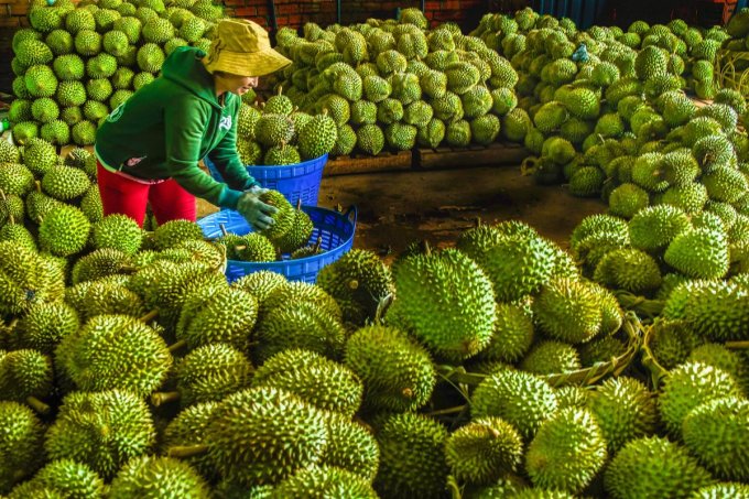 Sầu riêng Long Khánh (Đồng Nai) vào mùa. Ảnh: Phước Tuấn