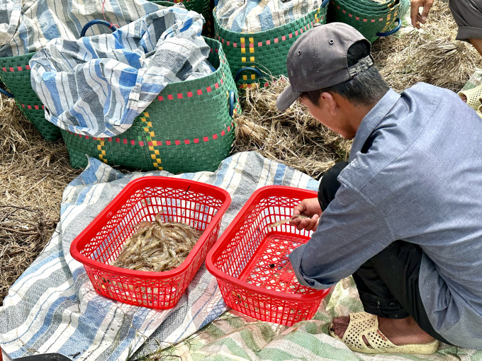 Thương lái xem tôm tại ao của anh Văn Thủ ngày 20/5. Ảnh:Dỹ Tùng