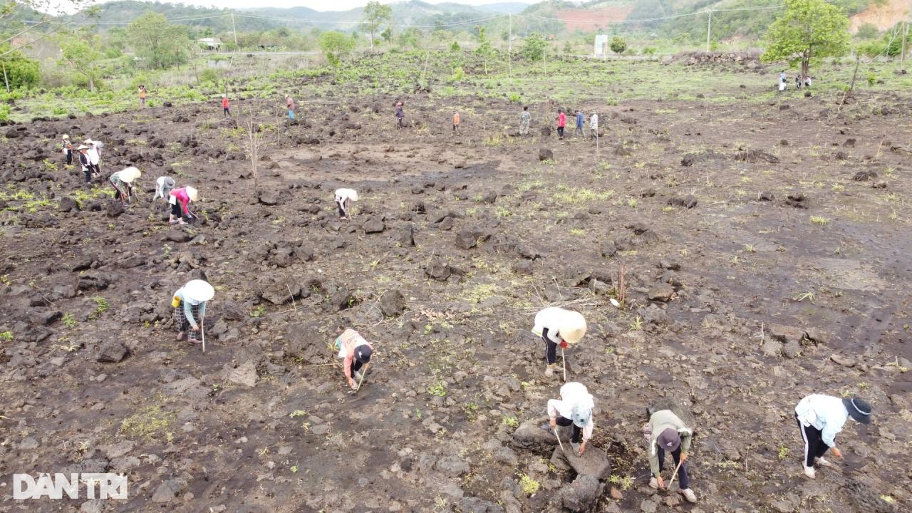 Vũ điệu tra hạt trên cánh đồng dung nham hàng nghìn năm tuổi - 20