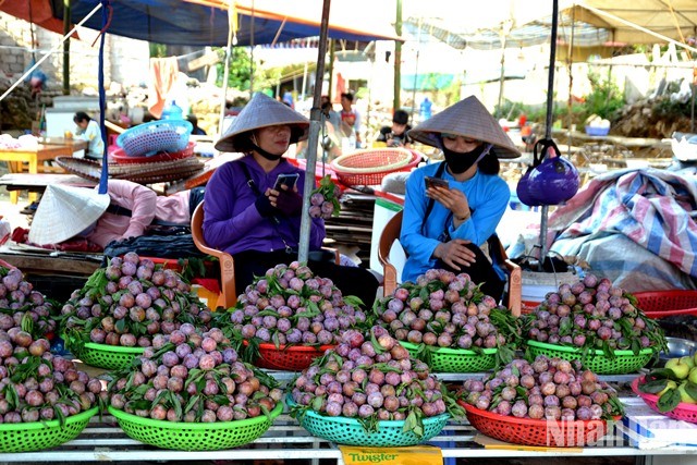 [Ảnh] Bắc Hà mùa mận Tam Hoa chín đỏ ảnh 7