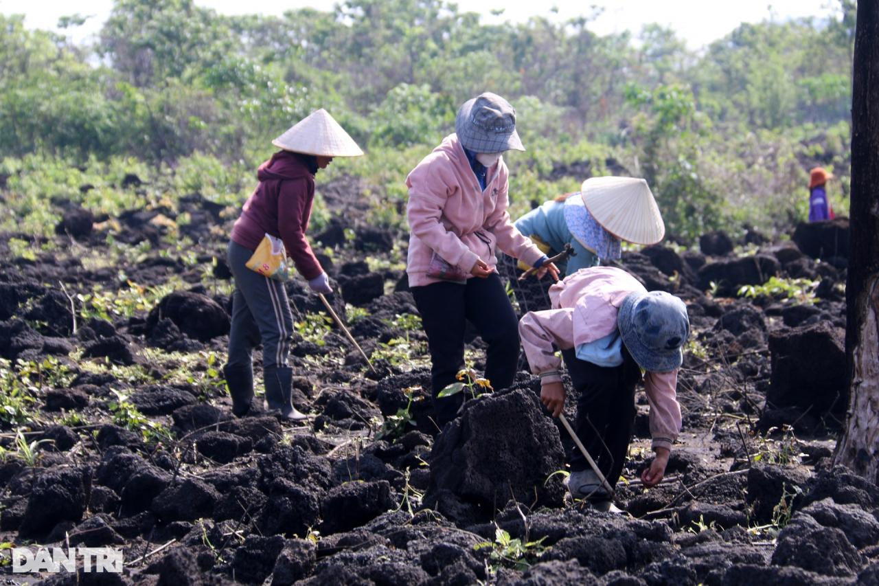 Vũ điệu tra hạt trên cánh đồng dung nham hàng nghìn năm tuổi - 15