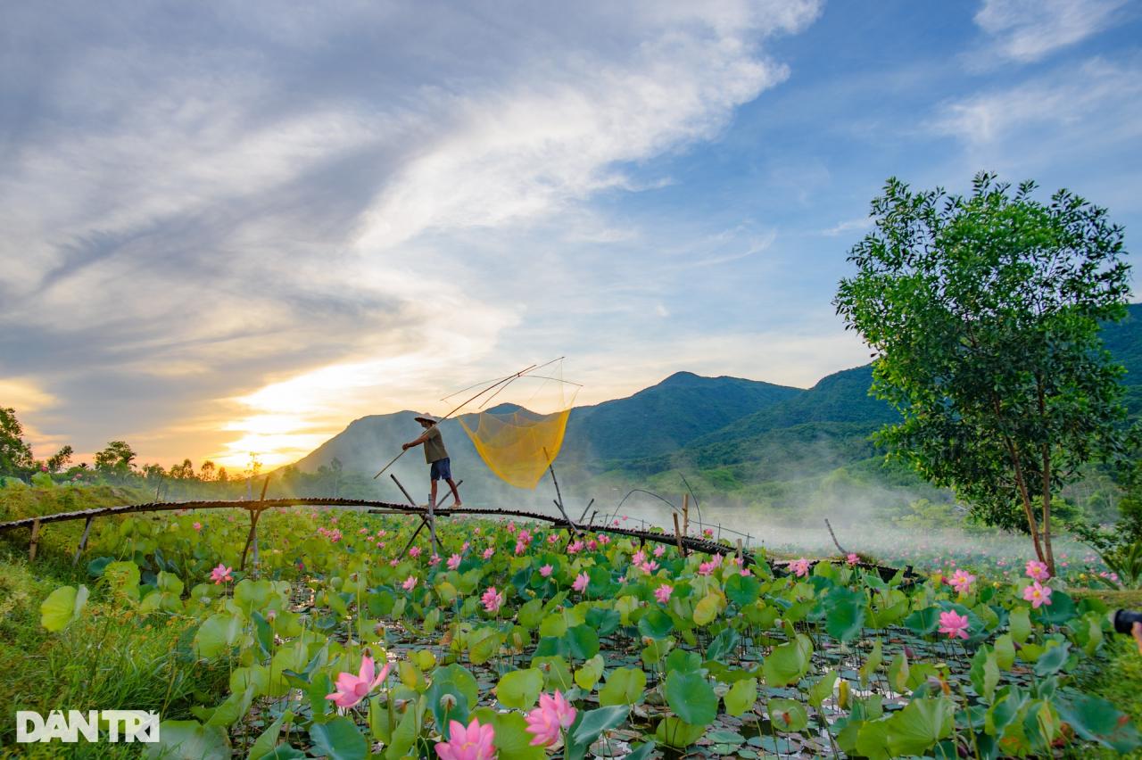 Cánh đồng sen bạt ngàn, đẹp hút hồn ở Quảng Nam - 9