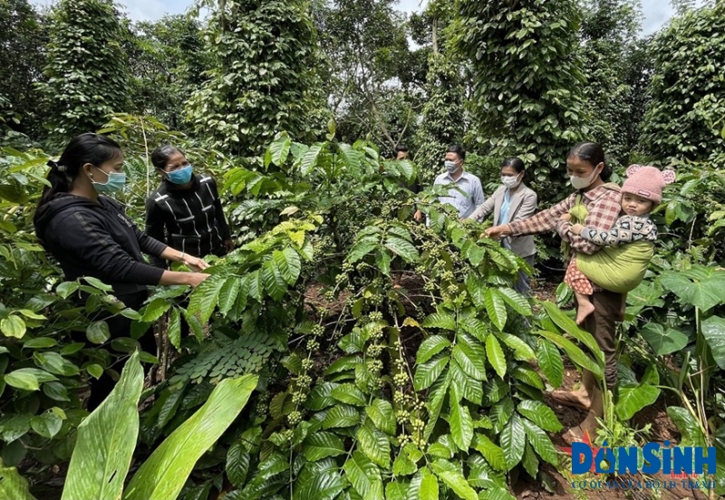 Người dân phát triển kinh tế nhờ nguồn vốn từ Ngân hàng chính sách xã hội huyện Cư M’gar tỉnh Đắk Lắk