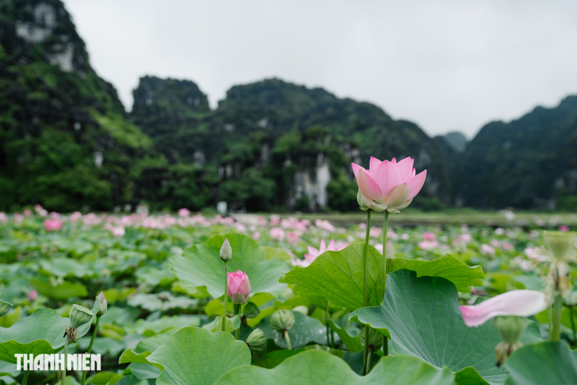 Mùa sen đẹp nhất cố đô - Ảnh 6.