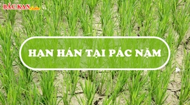 Nhiều diện tích cây trồng ở Pác Nặm bị ảnh hưởng do nắng nóng kéo dài