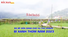 Ba Bể vào vụ thu hoạch bí xanh thơm 