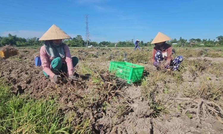 Nông dân Quảng Nam lần đầu trồng sâm tiến vua