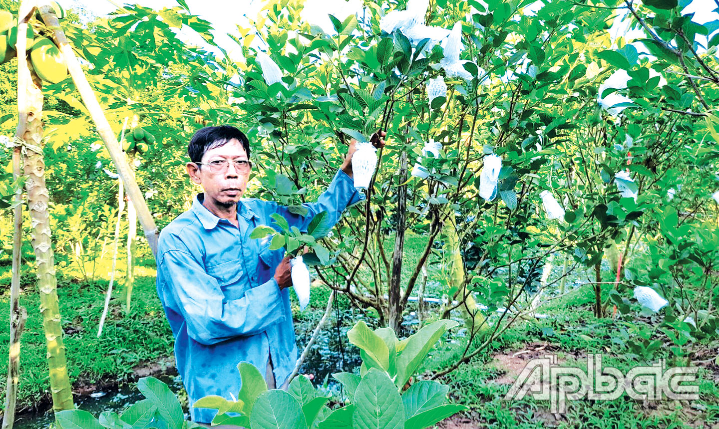 Vườn ổi của ông Trần Văn Đậm phục hồi tốt sau sử dụng chế phẩm vi sinh phối trộn phân bón hữu cơ.